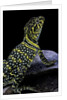 Crotaphytus collaris (collared lizard) by Anonymous