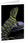 Crotaphytus collaris (collared lizard) by Anonymous