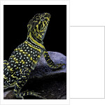 Crotaphytus collaris (collared lizard) by Anonymous