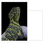 Crotaphytus collaris (collared lizard) by Anonymous