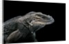 Cyclura cornuta (rhinoceros iguana) by Anonymous
