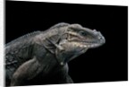 Cyclura cornuta (rhinoceros iguana) by Anonymous