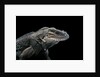 Cyclura cornuta (rhinoceros iguana) by Anonymous