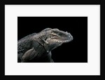 Cyclura cornuta (rhinoceros iguana) by Anonymous