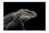 Cyclura cornuta (rhinoceros iguana) by Anonymous
