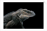 Cyclura cornuta (rhinoceros iguana) by Anonymous