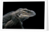 Cyclura cornuta (rhinoceros iguana) by Anonymous