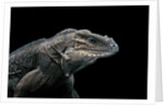 Cyclura cornuta (rhinoceros iguana) by Anonymous