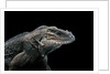 Cyclura cornuta (rhinoceros iguana) by Anonymous