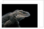 Cyclura cornuta (rhinoceros iguana) by Anonymous