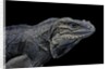 Cyclura cornuta (rhinoceros iguana) by Anonymous