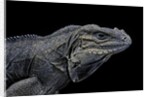 Cyclura cornuta (rhinoceros iguana) by Anonymous