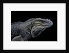 Cyclura cornuta (rhinoceros iguana) by Anonymous