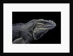 Cyclura cornuta (rhinoceros iguana) by Anonymous