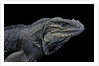 Cyclura cornuta (rhinoceros iguana) by Anonymous