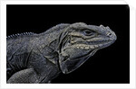Cyclura cornuta (rhinoceros iguana) by Anonymous