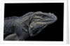 Cyclura cornuta (rhinoceros iguana) by Anonymous