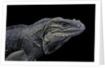Cyclura cornuta (rhinoceros iguana) by Anonymous
