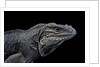 Cyclura cornuta (rhinoceros iguana) by Anonymous