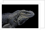 Cyclura cornuta (rhinoceros iguana) by Anonymous