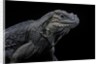 Cyclura cornuta (rhinoceros iguana) by Anonymous