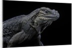 Cyclura cornuta (rhinoceros iguana) by Anonymous