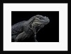 Cyclura cornuta (rhinoceros iguana) by Anonymous