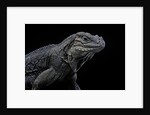 Cyclura cornuta (rhinoceros iguana) by Anonymous