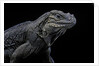 Cyclura cornuta (rhinoceros iguana) by Anonymous
