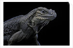 Cyclura cornuta (rhinoceros iguana) by Anonymous