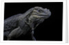 Cyclura cornuta (rhinoceros iguana) by Anonymous
