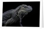 Cyclura cornuta (rhinoceros iguana) by Anonymous