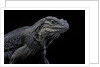 Cyclura cornuta (rhinoceros iguana) by Anonymous