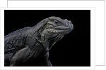 Cyclura cornuta (rhinoceros iguana) by Anonymous