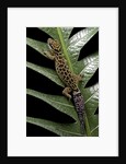 Cyrtodactylus peguensis (Thai bow-fingered gecko) by Anonymous