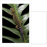 Cyrtodactylus peguensis (Thai bow-fingered gecko) by Anonymous