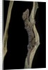 Cyrtodactylus pulchellus (Malayan forest gecko) by Anonymous