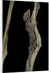 Cyrtodactylus pulchellus (Malayan forest gecko) by Anonymous