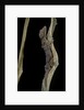 Cyrtodactylus pulchellus (Malayan forest gecko) by Anonymous