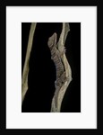 Cyrtodactylus pulchellus (Malayan forest gecko) by Anonymous