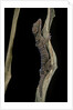 Cyrtodactylus pulchellus (Malayan forest gecko) by Anonymous