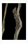 Cyrtodactylus pulchellus (Malayan forest gecko) by Anonymous