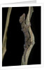 Cyrtodactylus pulchellus (Malayan forest gecko) by Anonymous