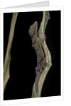 Cyrtodactylus pulchellus (Malayan forest gecko) by Anonymous