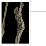 Cyrtodactylus pulchellus (Malayan forest gecko) by Anonymous