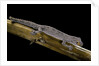 Diplodactylus ciliaris (Western spinytail gecko) by Anonymous