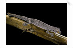 Diplodactylus ciliaris (Western spinytail gecko) by Anonymous