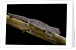 Diplodactylus ciliaris (Western spinytail gecko) by Anonymous