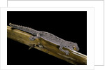 Diplodactylus ciliaris (Western spinytail gecko) by Anonymous