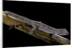 Diplodactylus ciliaris (Western spinytail gecko) by Anonymous